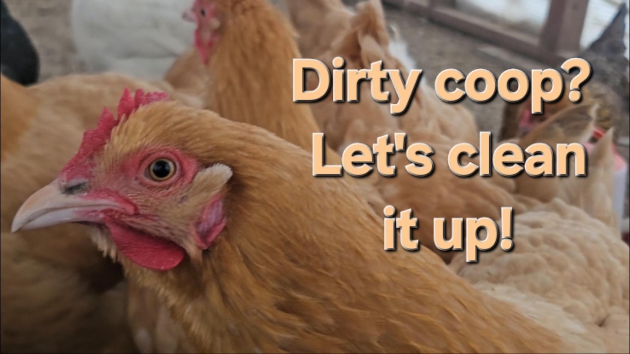 Chicken coop refresh