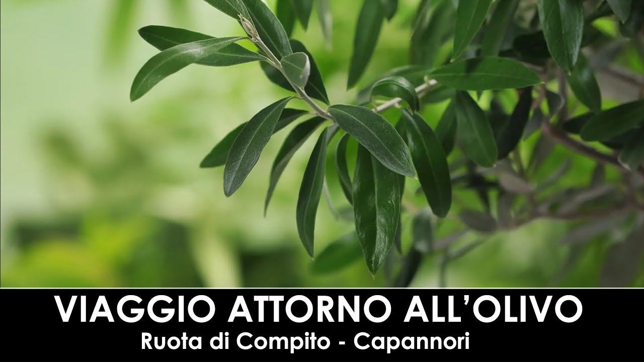 DIVINA FLORA - Racconto attorno all'olivo