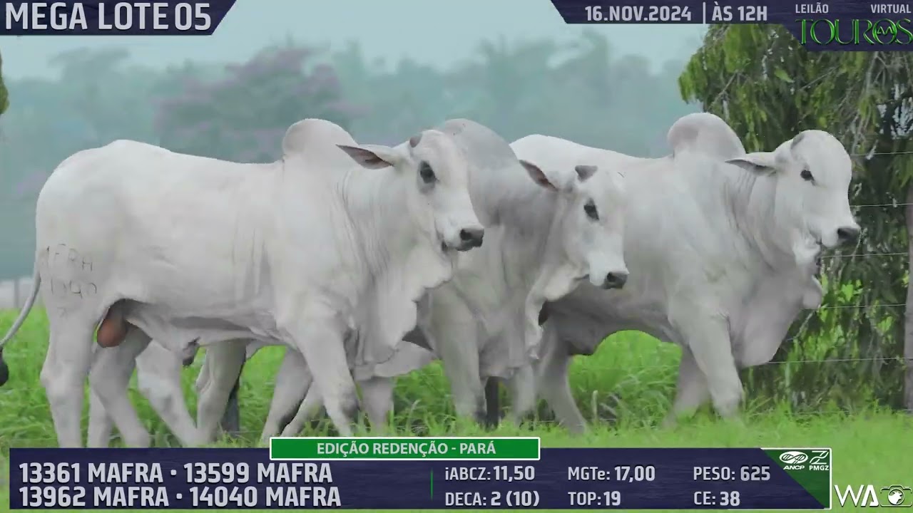 MEGA LOTE 05