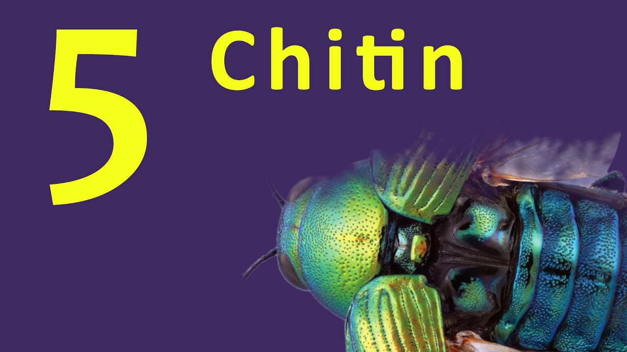 Chitin | Exoskeleton | Polysaccharide