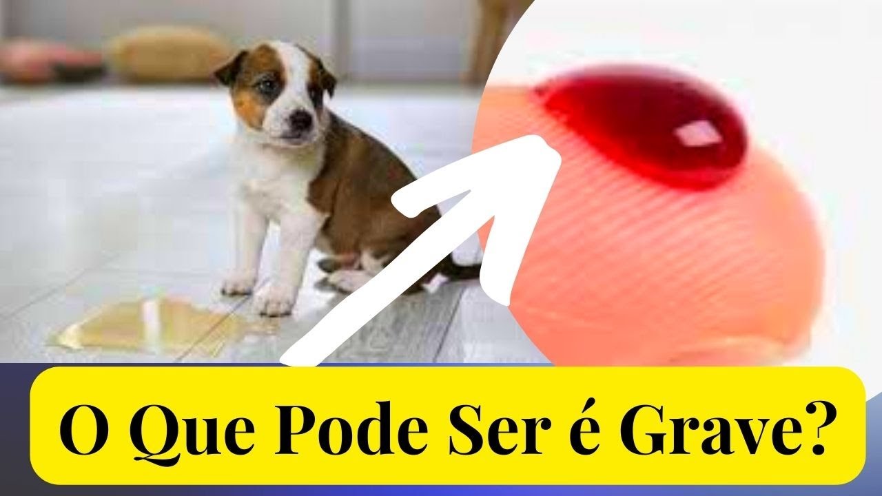 CACHORRO COM SANGUE NA URINA O QUE PODE SER E COMO EVITAR CRISTAIS NA BEXIGA DO CÃO URINA VERMELHA