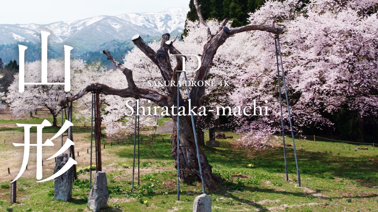 [桜ドローン撮影4K] 山形県白鷹町 釜の越桜 / Kamanokoshi sakura, Shirataka, Yamagata | 桜ドローンプロジェクト