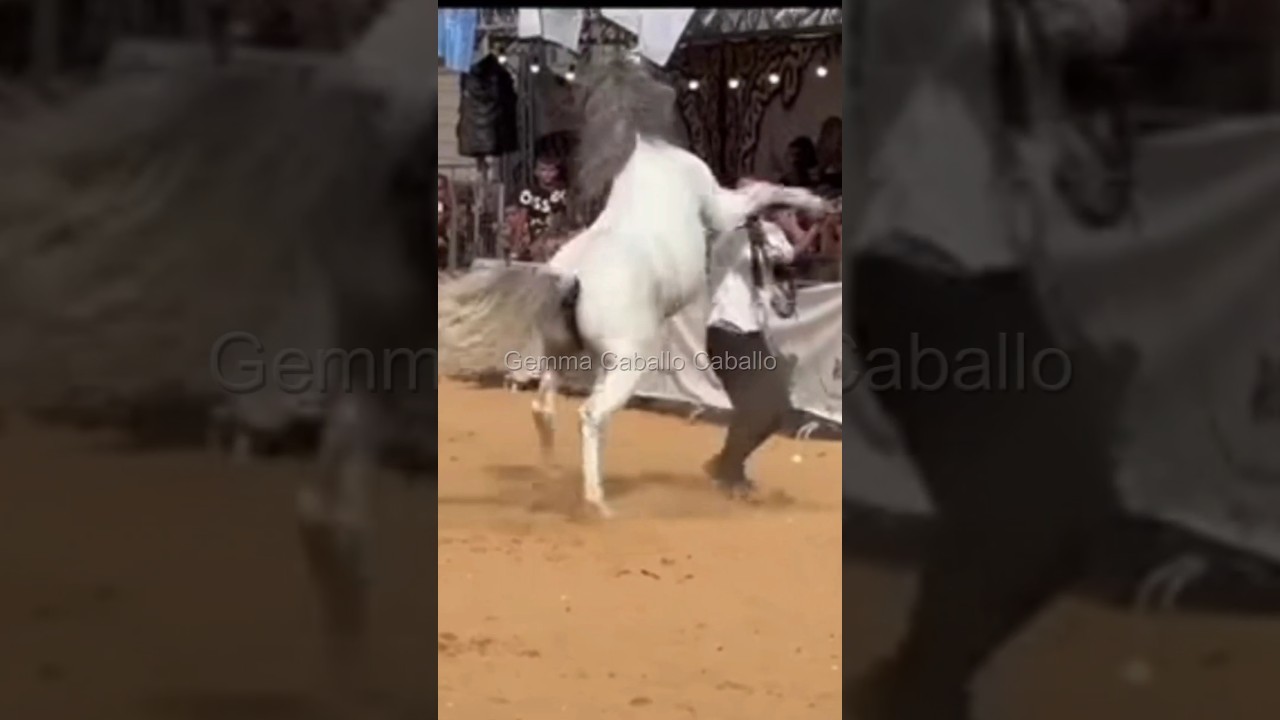 Consecuencias de caballos no educados