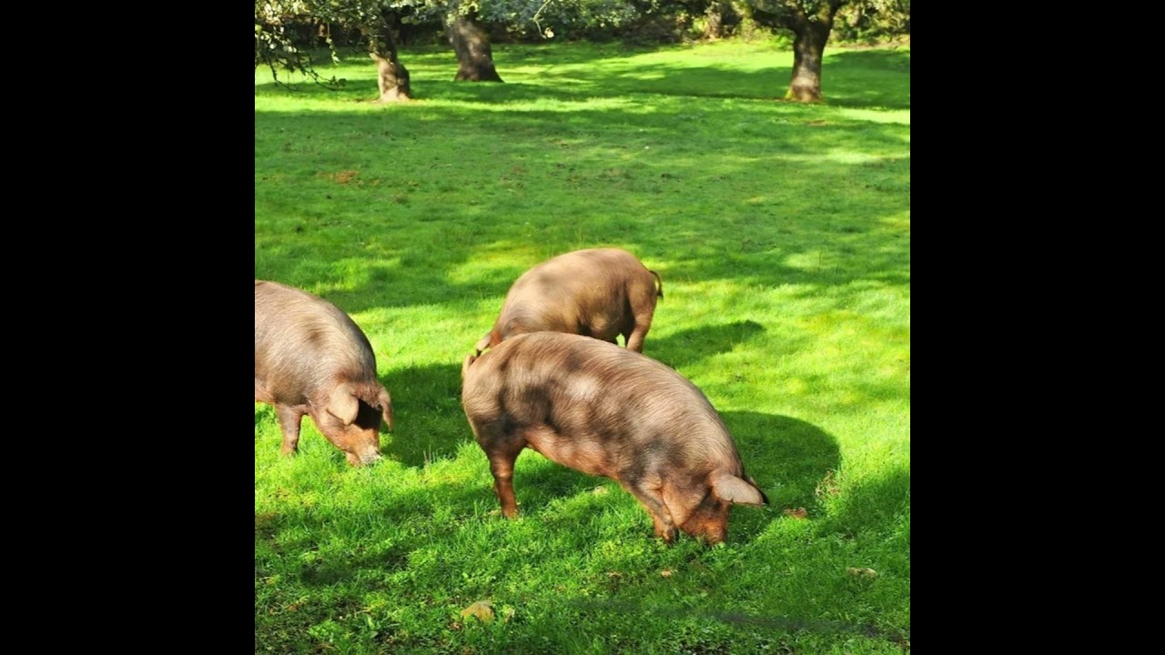Cotizaciones a 9 de febrero de la mesa de porcino ibérico de Salamanca