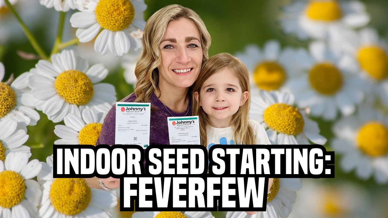 Indoor Seed Starting - Feverfew/Matricaria