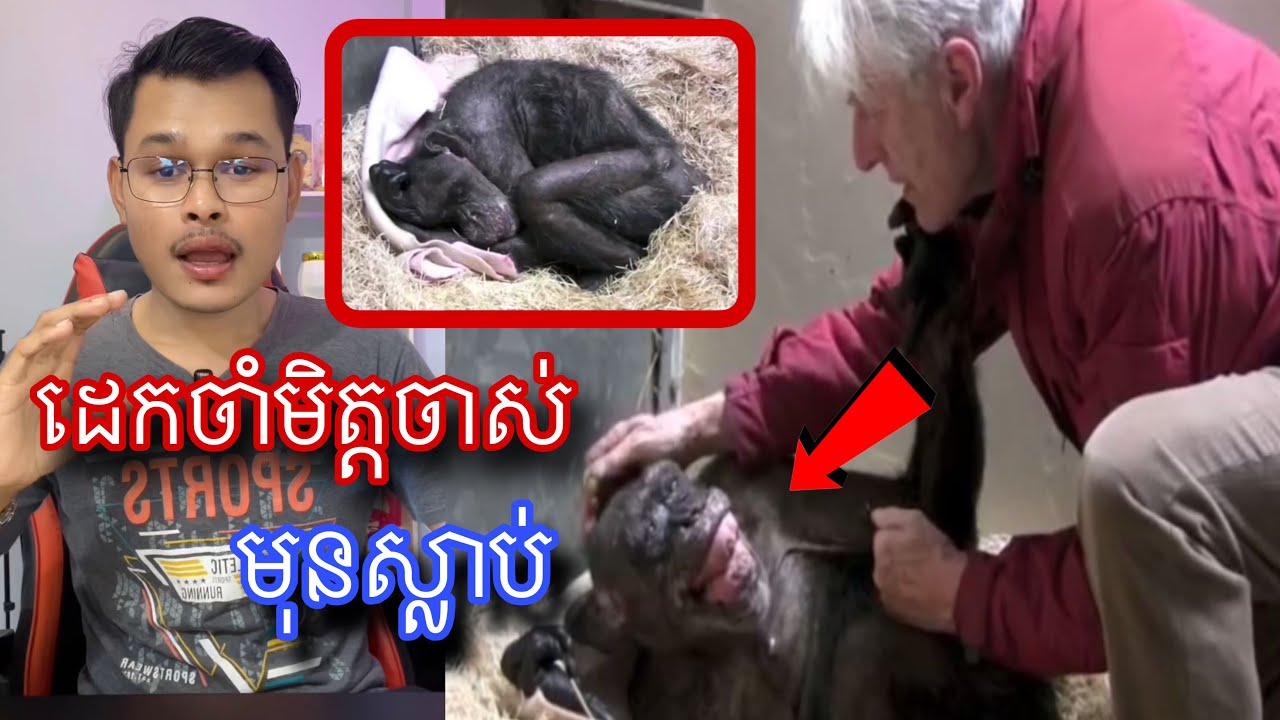 ជីវិតនៃដង្ហើមចុងក្រោយរបស់ស្វា chimpanzeeដ៏គួអោយក្ដុកក្ដួល l Mr.Veasna