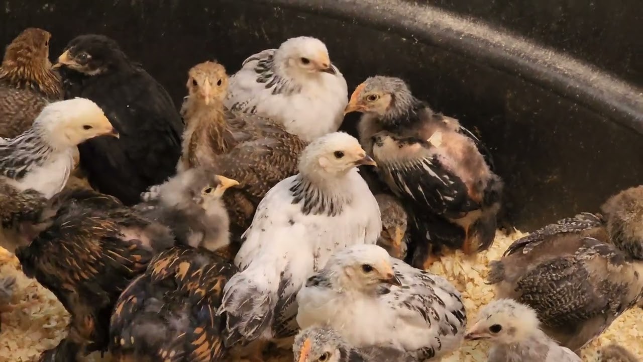 Worst Case of Chicken Math Ever