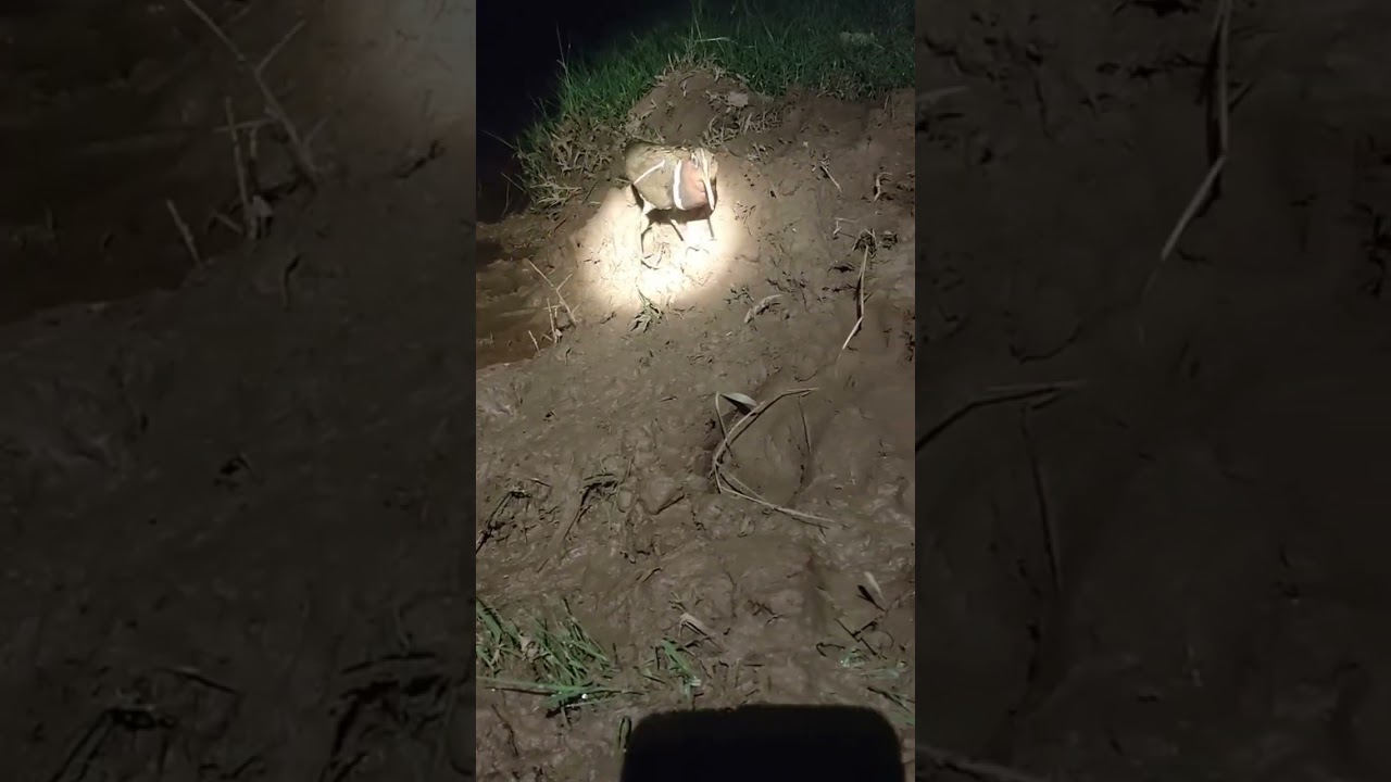 Lesser whistling duck |See at night time Episode18