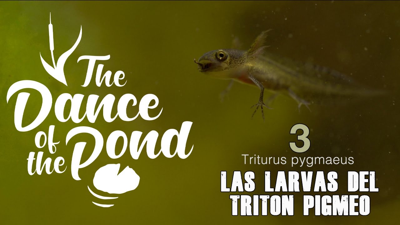 3- LAS LARVAS DEL TRITÓN PIGMEO. Triturus pygmaeus.