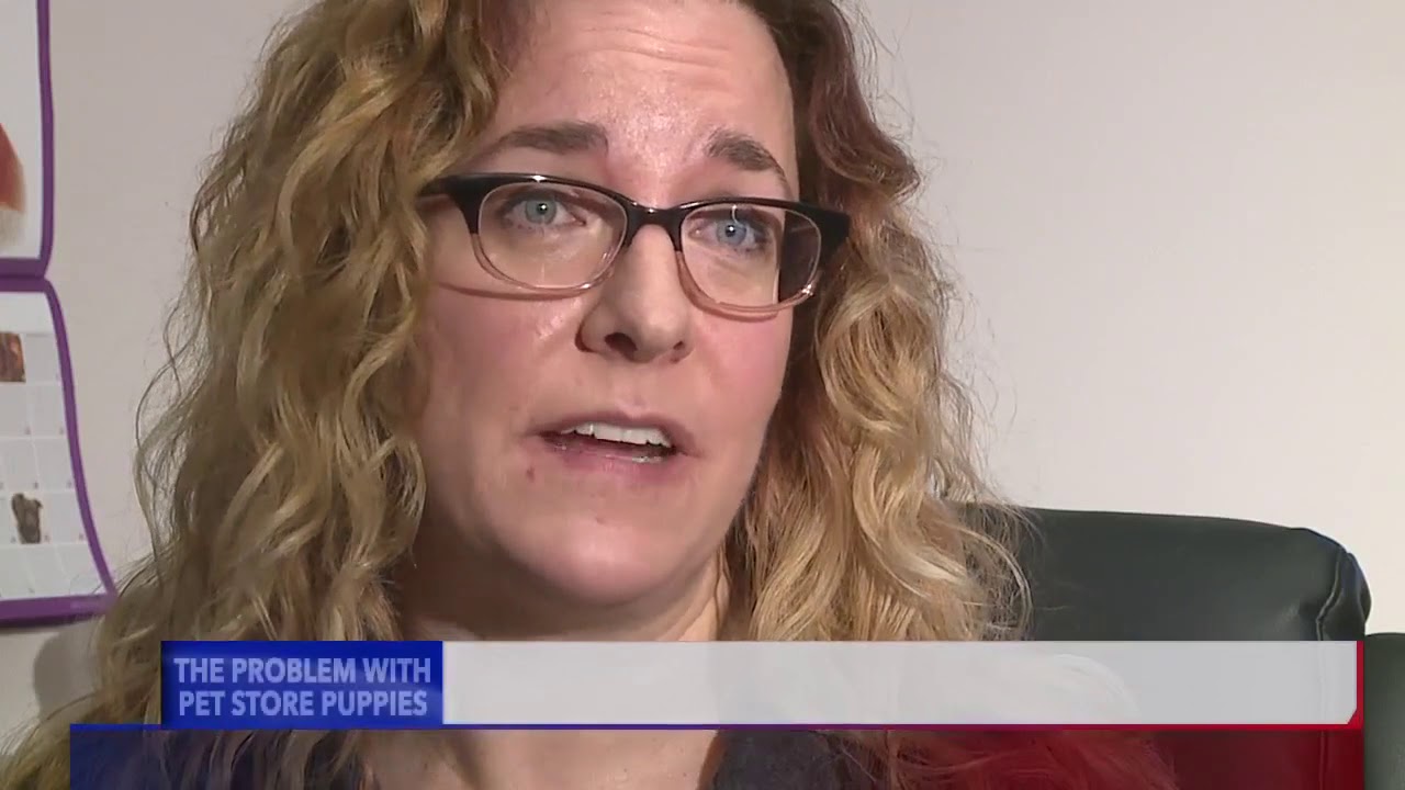 FOX 13 Investigates: Where Do Pet Store Puppies Come From?