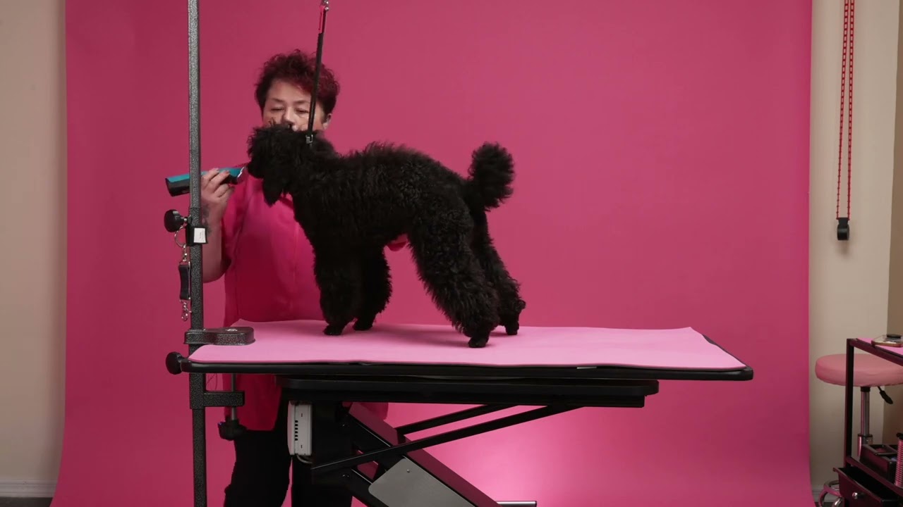 Proper Table Height & Loop Fitting for Dog Groomers