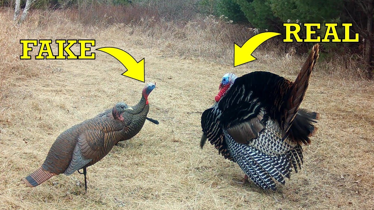 I Left Turkey Decoys in the Woods and Couldn't Believe What Happened