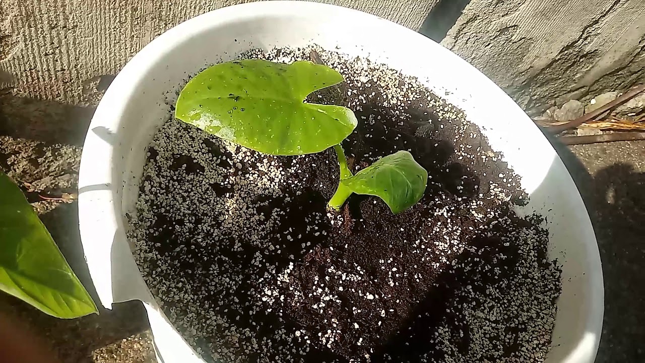 138#. Colocasia Illustris, Alocasia Borneo Giant i nowości👍