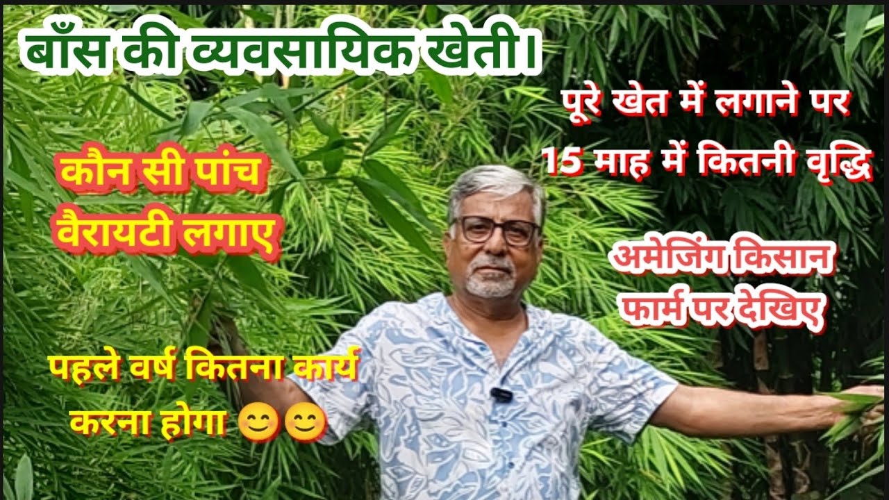 422. बांस की व्यवसायिक खेती. Commercial Bamboo Farming.