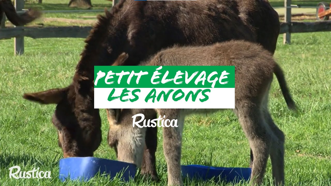 Elever une ânesse et son ânon pour avoir du lait