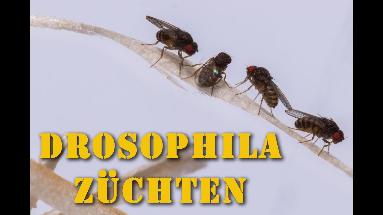 Drosophila Zucht - ausführliches Futtertierzucht Tutorial