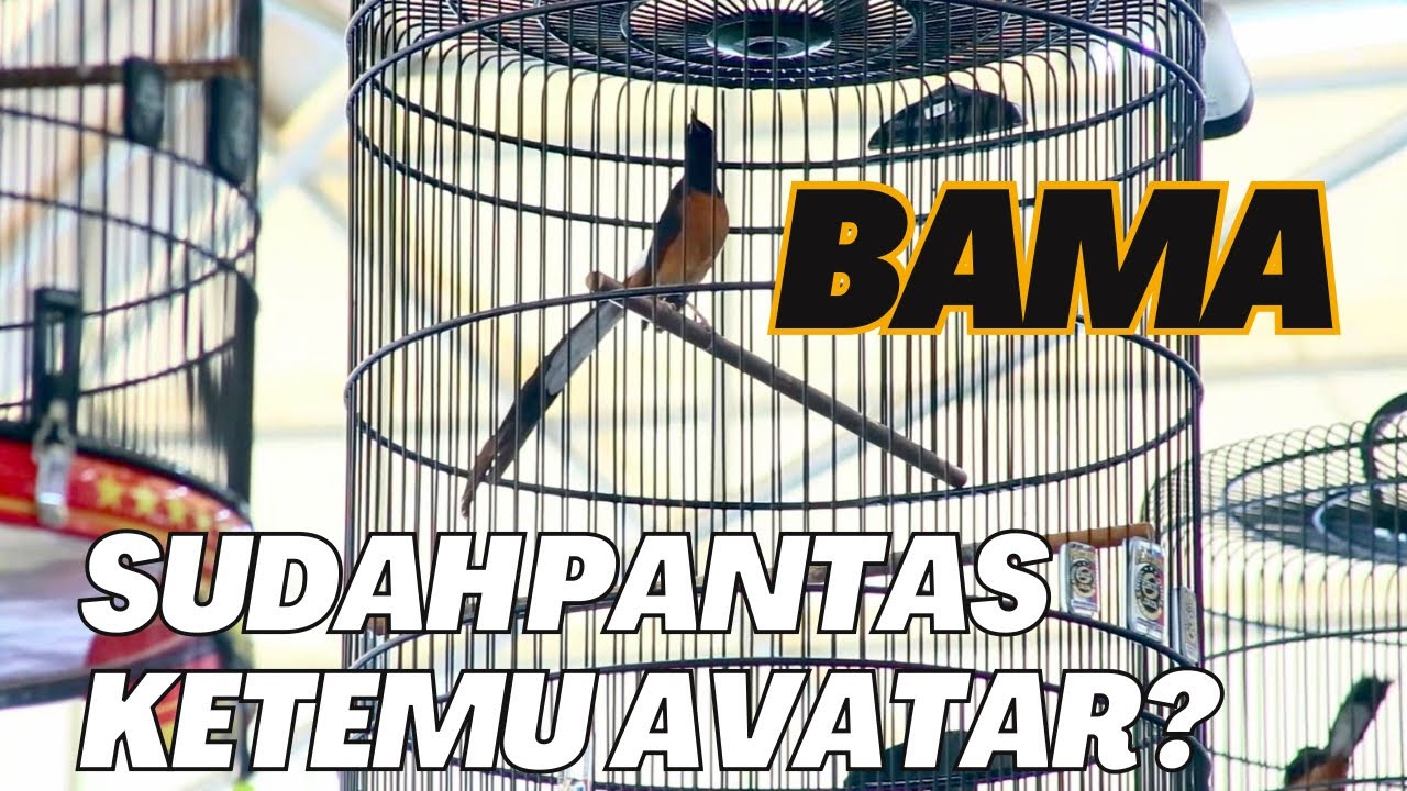 Murai BAMA Jagoan GMK Apakah Sudah Pantas Satu Panggung Dengan AVATAR?