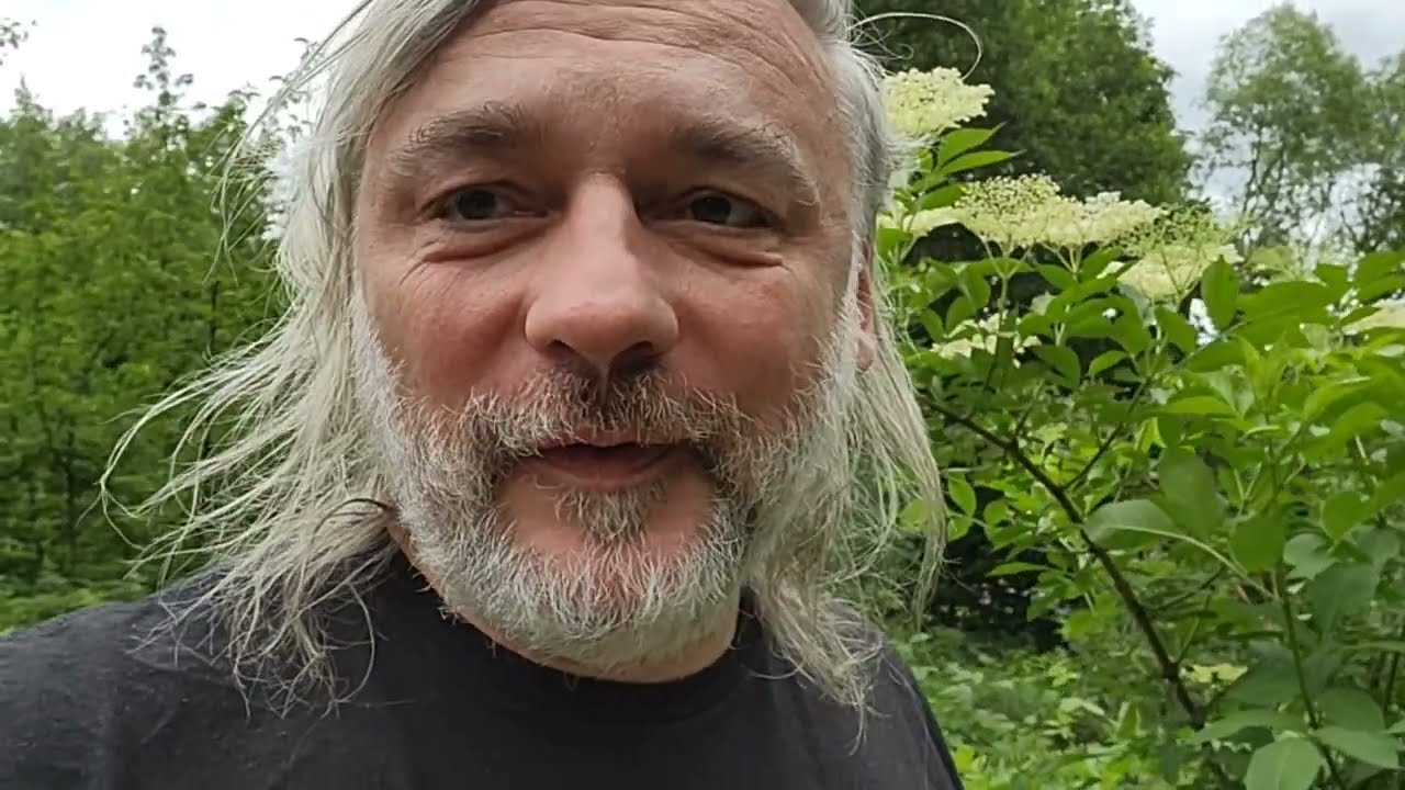 Zbieramy kwiat czarnego bzu na herbatkę i lemoniadę i o jego tradycyjnym zastosowaniu