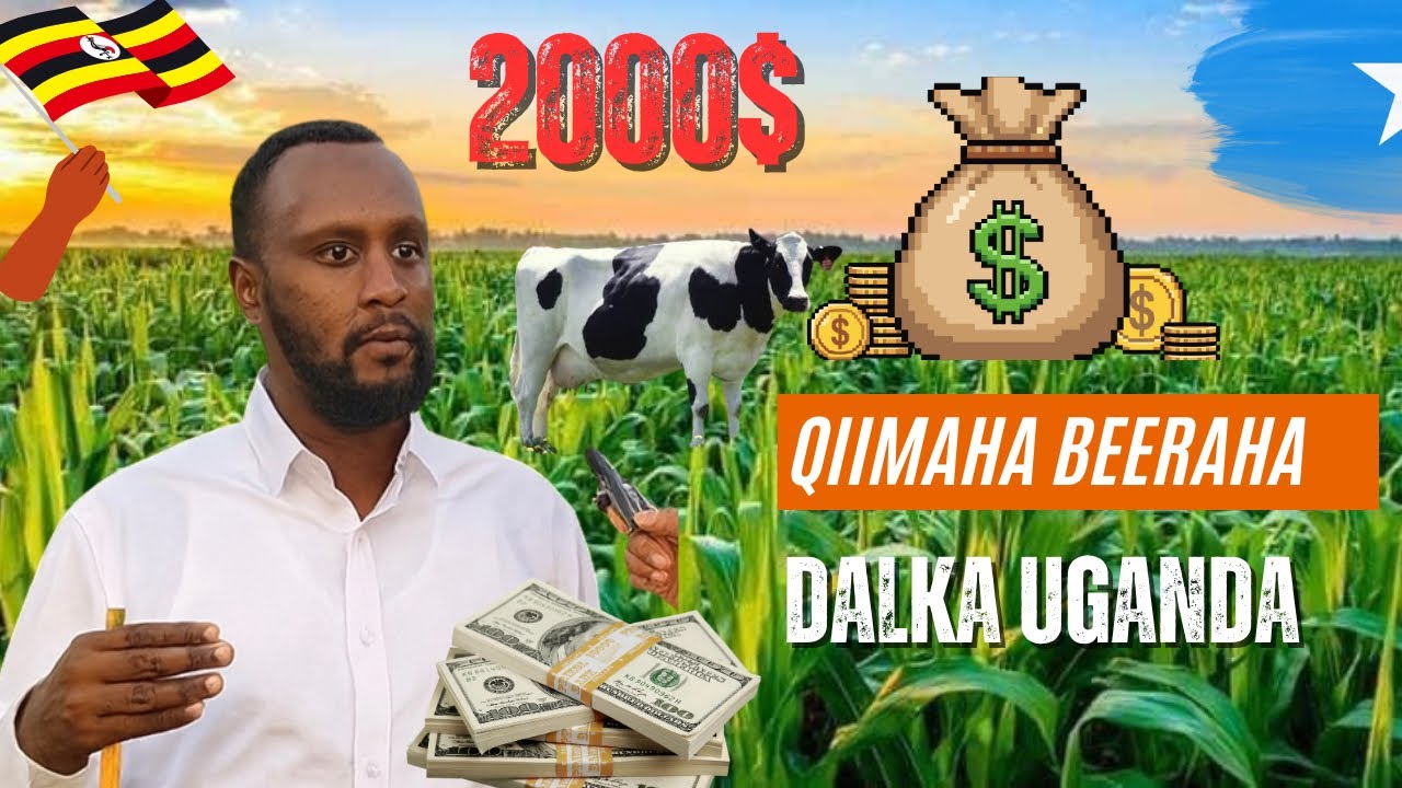 QIIMAHA BEERAHA IYO SHARCIGA DALKA UGANDA 🇺🇬 