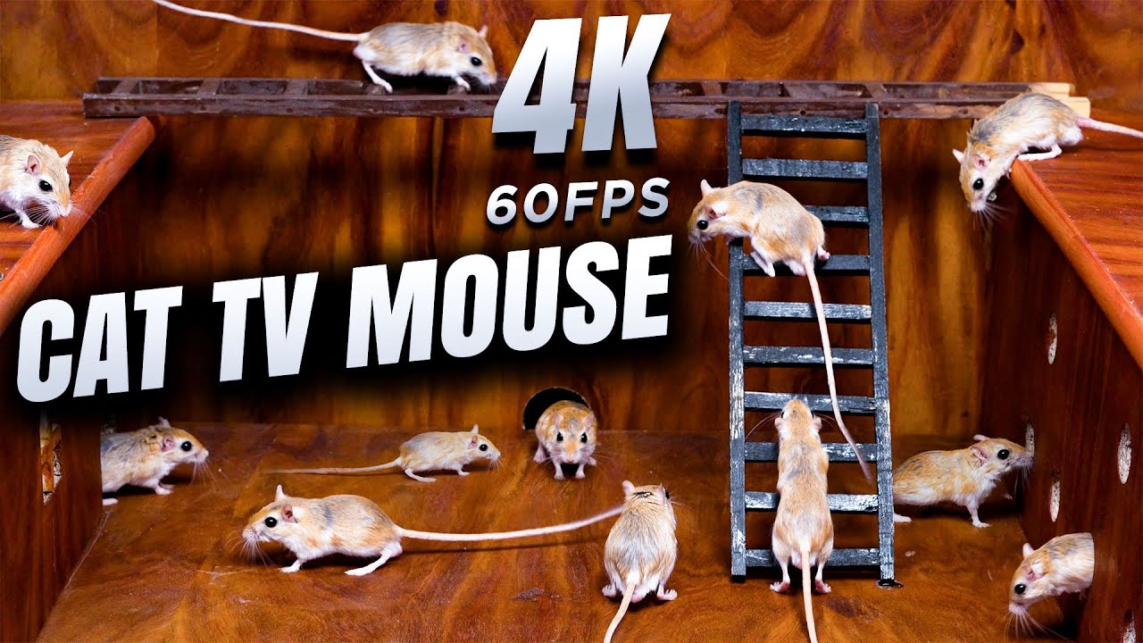 Cat TV Mouse: Real Mice Climbing & Exploring Maze &ndash; 4K Fun for Cats to Watch!