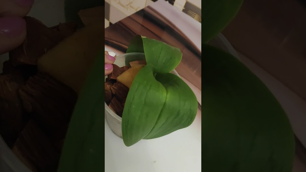 orxideya canlandirma