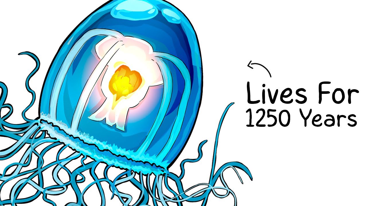 Why it Sucks To Be Born As an Immortal Jellyfish