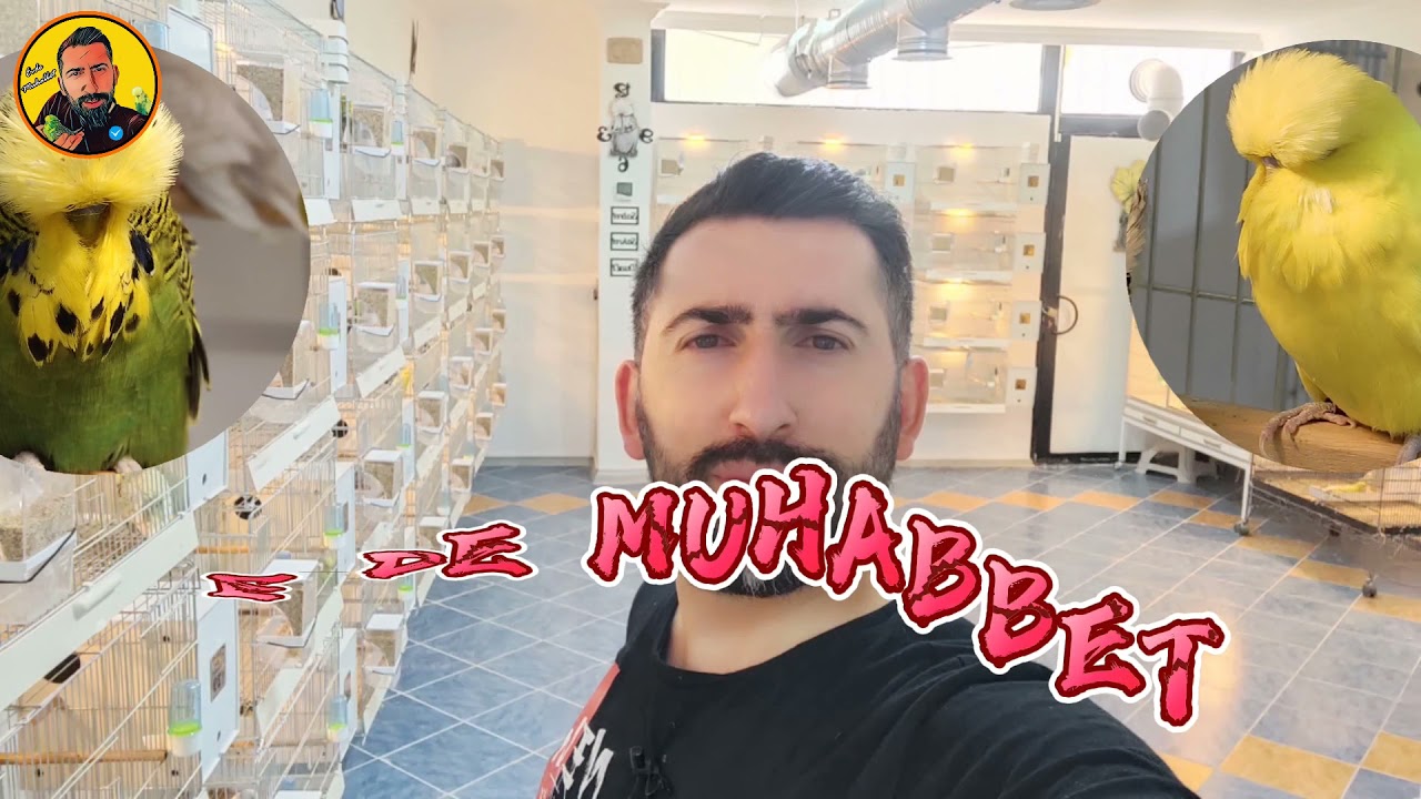 Muhabbet Kuşu Vitamin Kullanımında Dikkat Ediniz