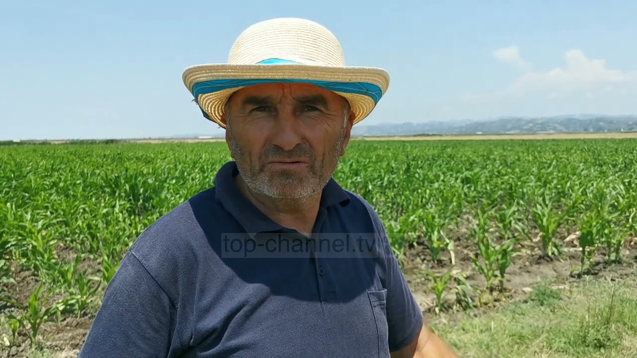 Top Channel/ N&euml; Myzeqe nuk kan&euml; uj&euml;/ Fermer&euml;t: T&euml; mbjellat po na thahen, toka &euml;sht&euml; &ccedil;ar&euml;