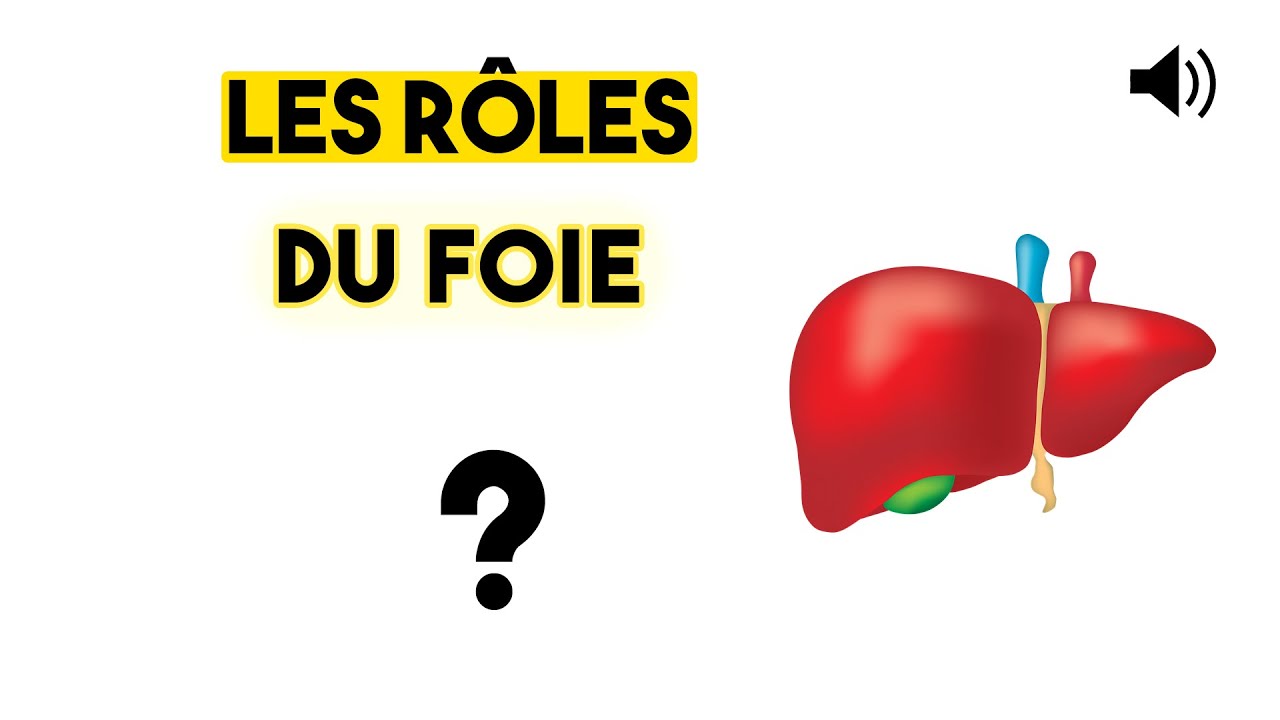 LE FOIE - Anatomie et Physiologie