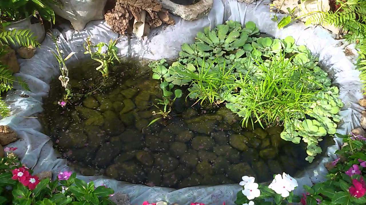 Estanque casero natural con peces guppys