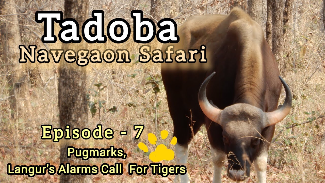 Tadoba Safari | Navegaon Gate | Tigers Pugmarks | Langur's Alarming Calls