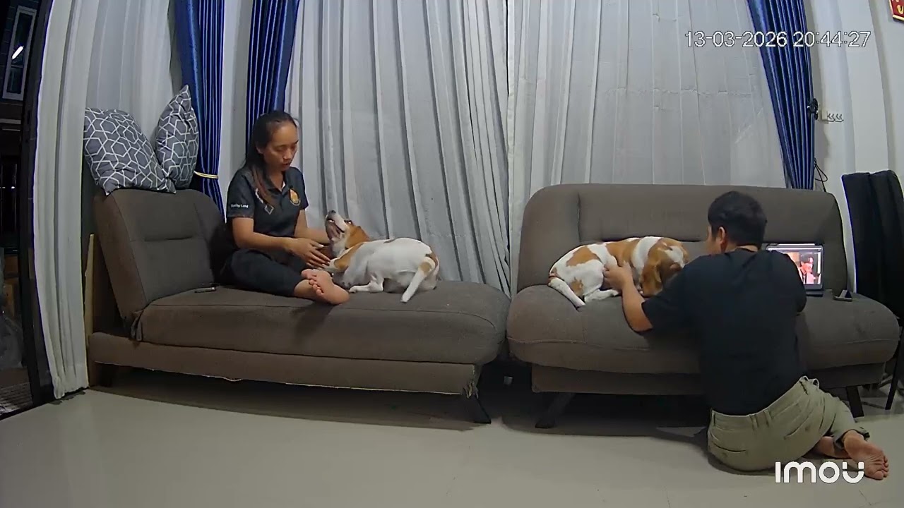 เลม่อนกับเลดี้