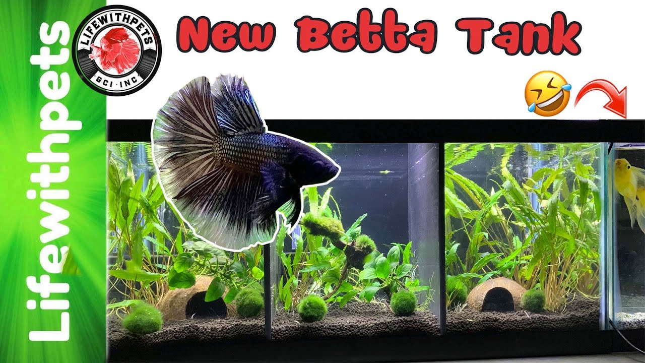 Easy Planted Divided Betta Fish Tank ( Step by Step)