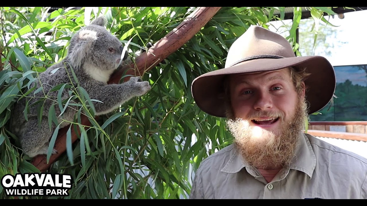 Koala Sleep Talk