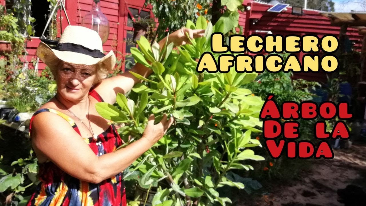 LECHERO AFRICANO_EL ARBOL DE LA VIDA-REPRODUCCION