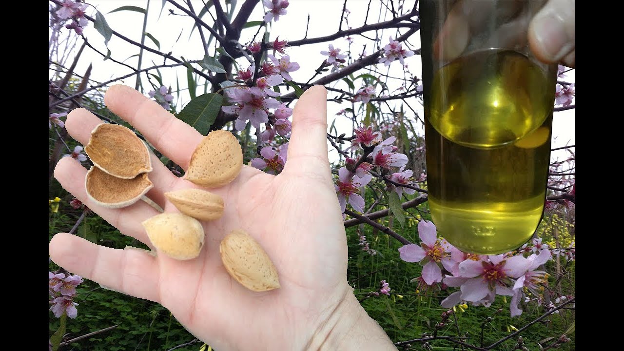 Como hacer aceite de almendras casero