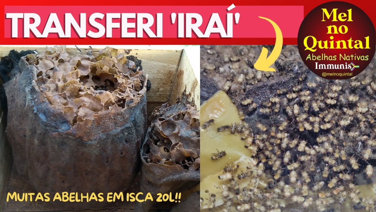 TRANSFERI IRAÍ DE ISCA 20L! (NANNOTRIGONA TESTACEICORNIS)