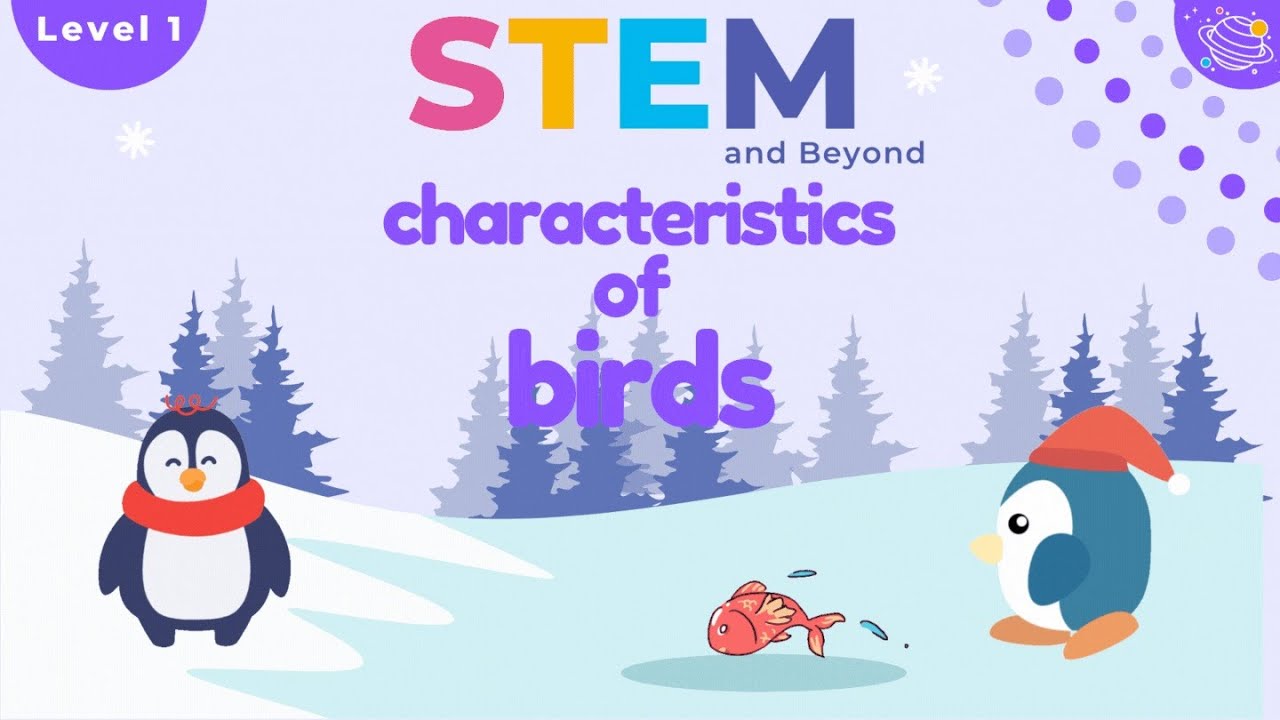 Characteristics Of Birds 1 | KS1 Year 1 Science | STEM Home Learning
