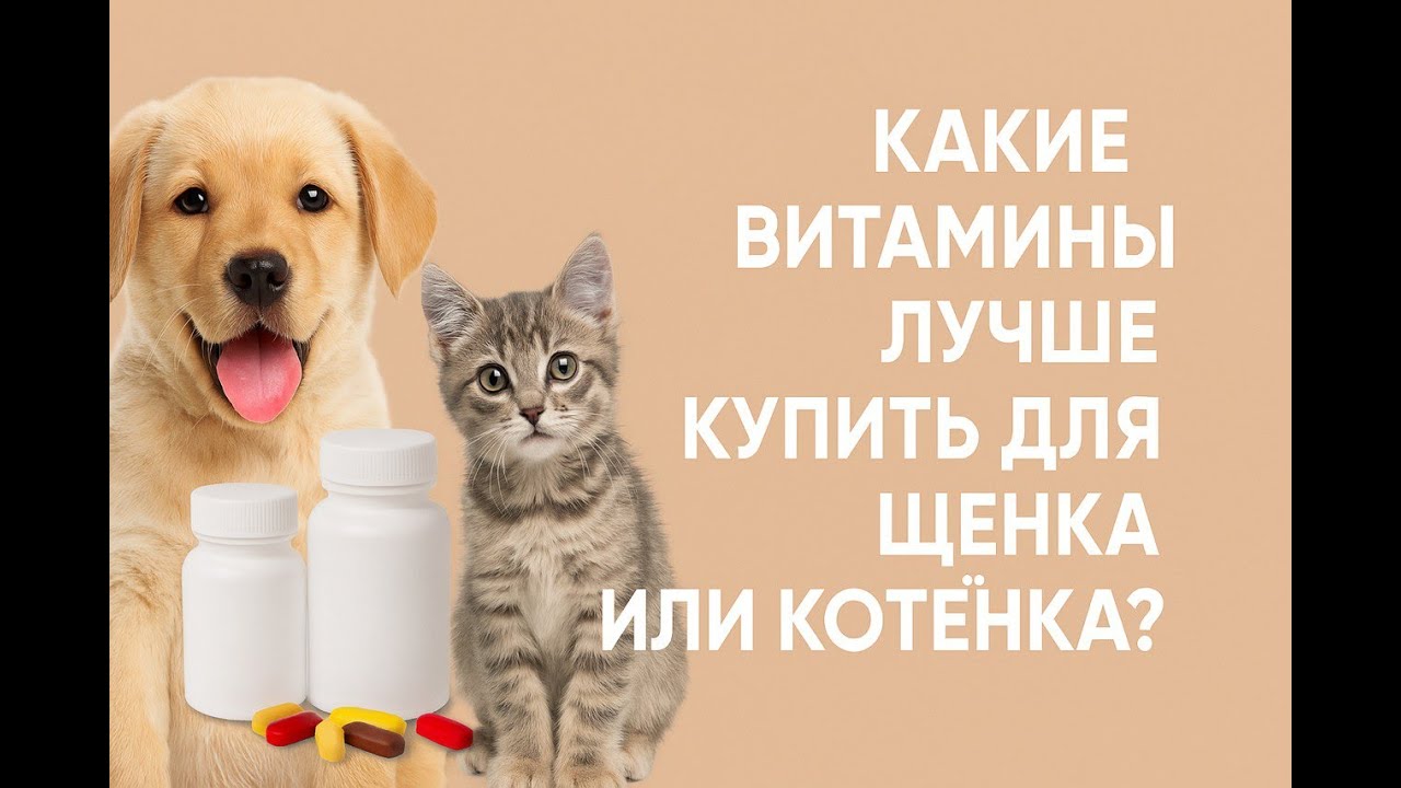 Какие витамины купить для щенка или котенка лучше всего? - Узнайте о двух ключевых моментах выбора.