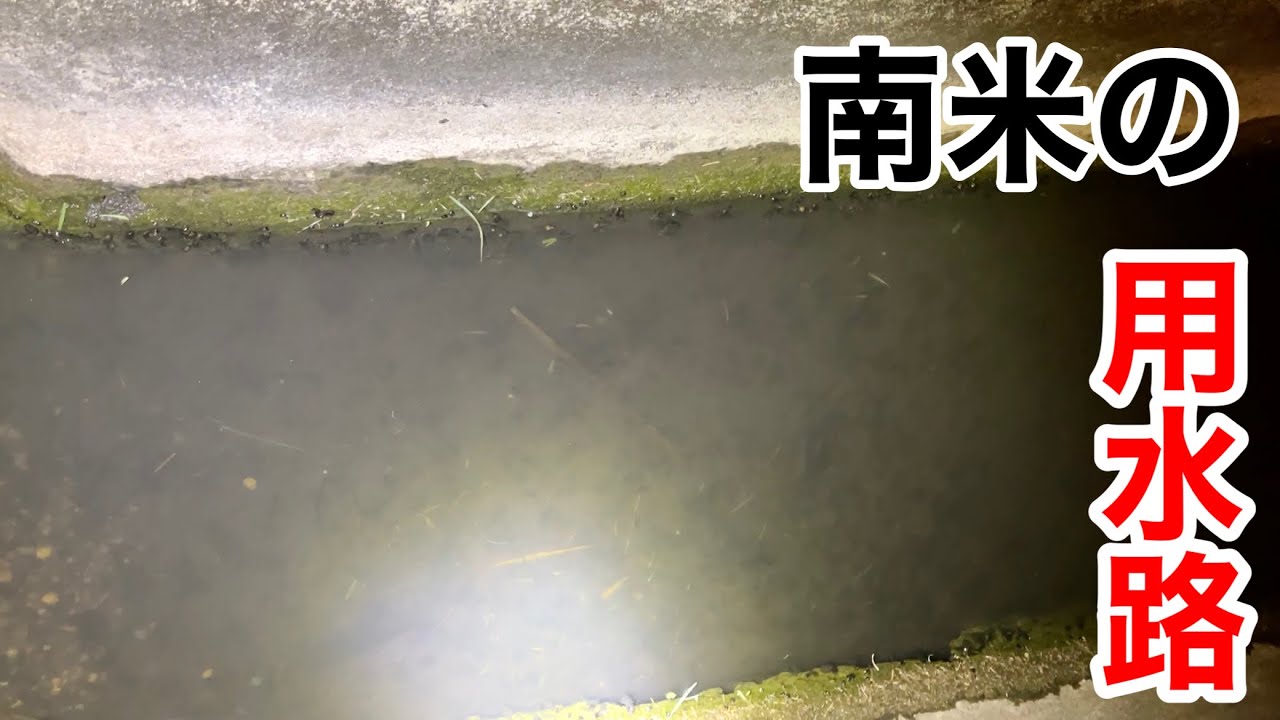 南米の用水路にはどんな生き物がいるのか調べてみた