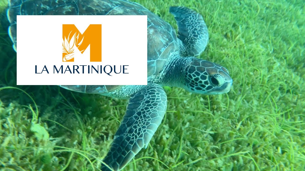 🏝️ Voyage et visite de la martinique en famille (Clip Musical🎵)