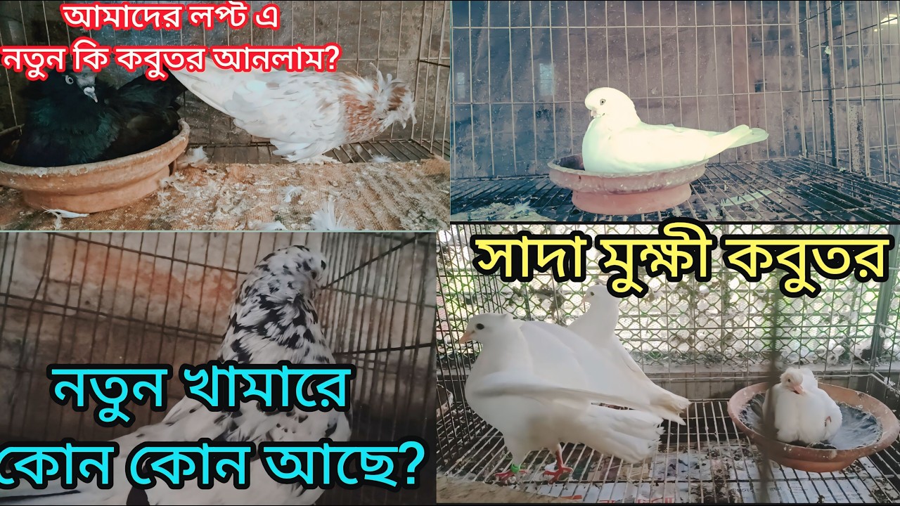আজ নতুন খামার থেকে কবুতর আনলাম | দেখলে অবাক হবেন 😱