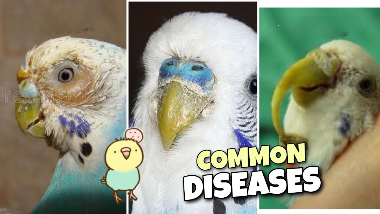 7 Common Budgie Diseases and Symptoms