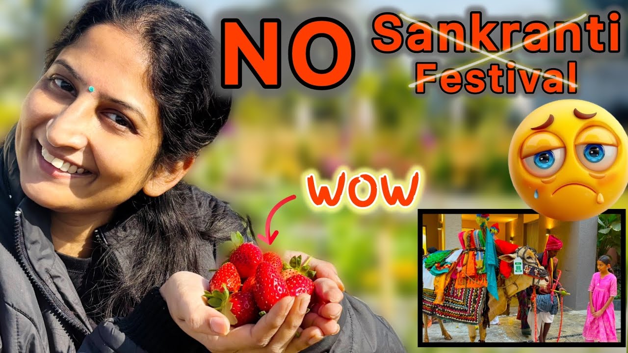 పండుగ చేసుకోవటం మానివేశము | Yammy Organic Strawberry Harvest 🍓Why we stopped celebrating Sankaranti