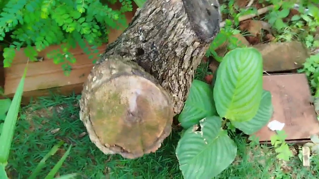Fazendo um tour, pelo meu pequeno jardim simples, aqui na chácara.🌿🌷🌱💐