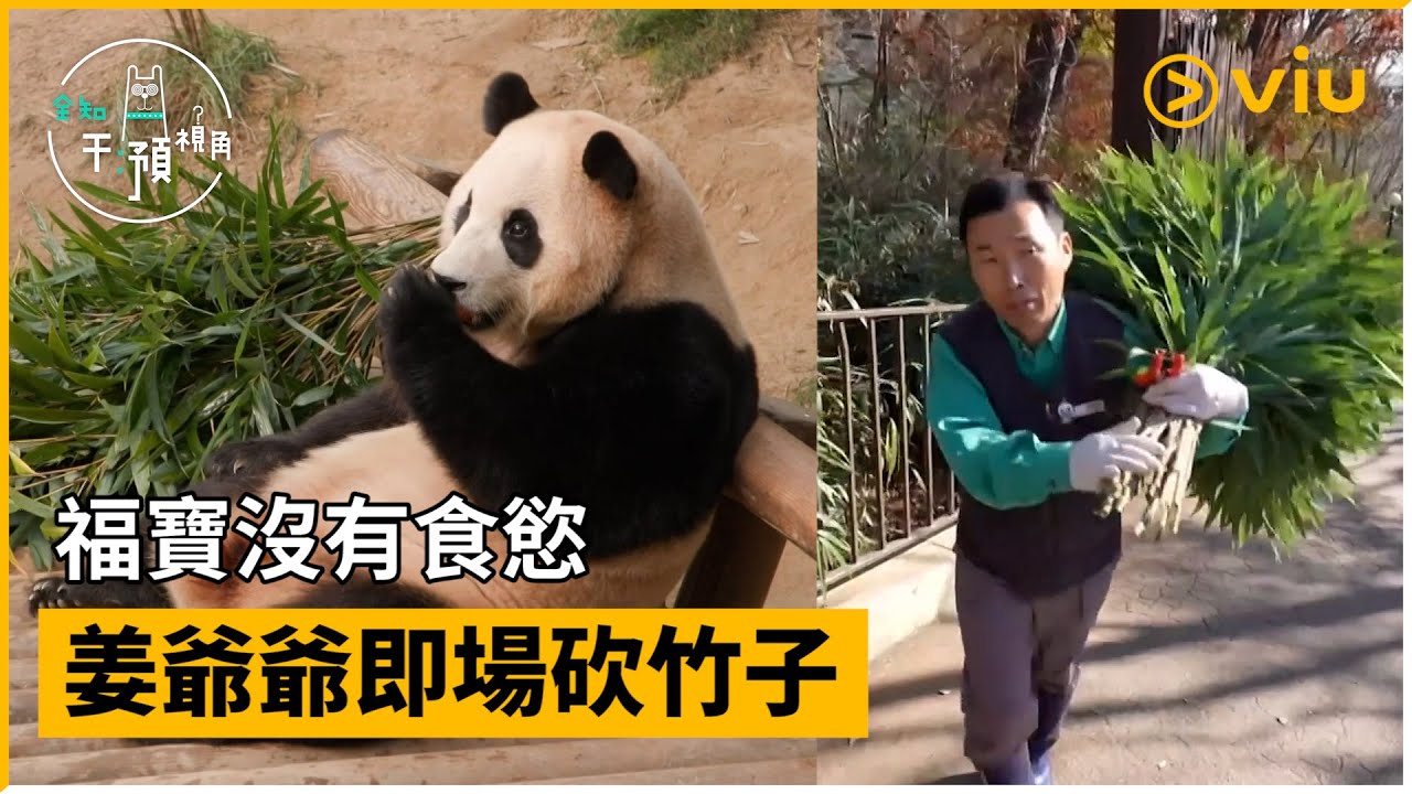 《全知干預視角》第280集│福寶沒有食慾 姜爺爺即場砍竹子│Viu韓綜線上看