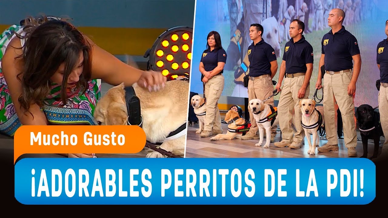 Los bellos perritos de la PDI que entienden ruso - Mucho Gusto 2019