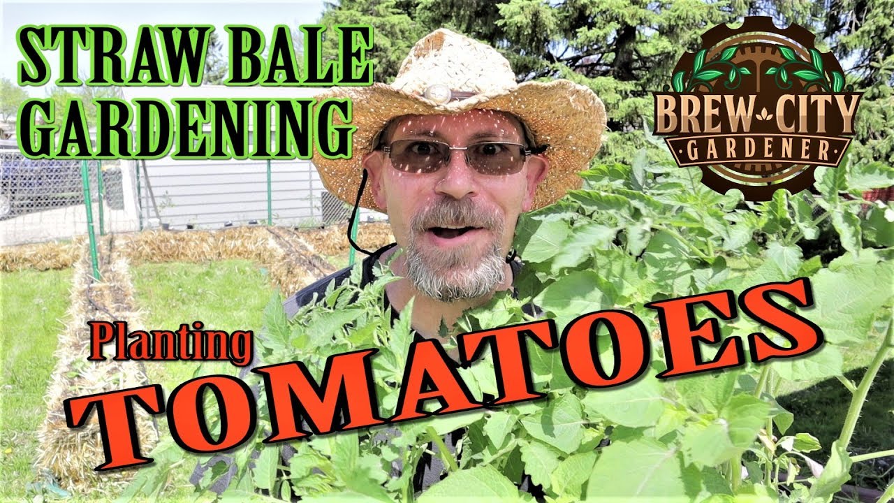 Planting TOMATOES in STRAW