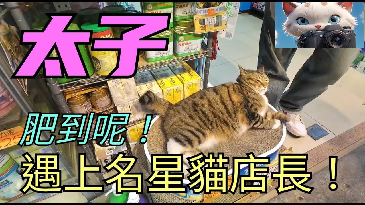 太子，遇上名星貓店長！肥到呢！[01112025]#街拍