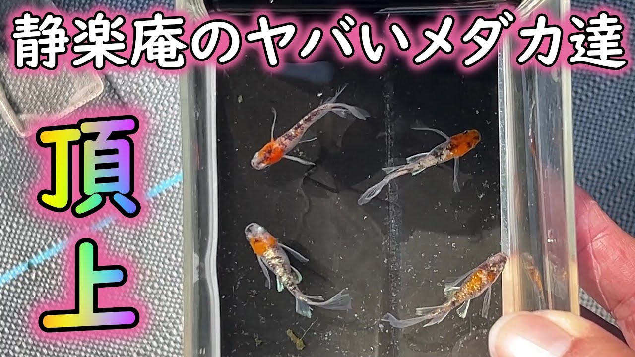 【めだか】静楽庵のメダカ達をご紹介！